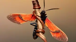 Spotted Oleander Caterpillar Moth