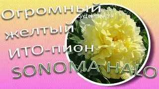 SONOMA HALO - огромный желтый ИТО-пион / Сад Ворошиловой