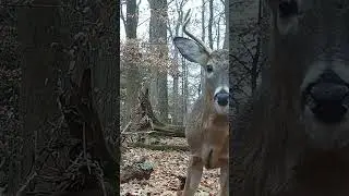 Trail Cam Footage: A Few of My Favorite Bucks! #whitetailedeer, #bucks, #urbandeer, #trailcam #deer