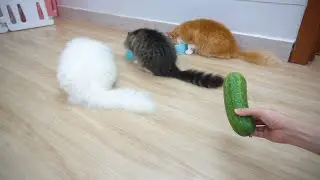 Are cats really afraid of cucumbers? | Candace House