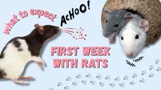 What to Expect When You Bring Home Pet Rats