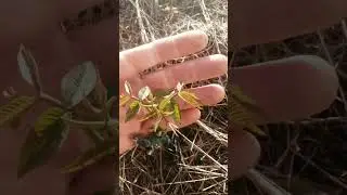 Прирост на чендлере на 22.04