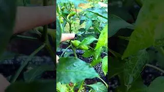 Trying to start a little home garden 🏡👩‍🌾 #okra #talong #calamansi #filipinofood