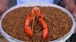 Would you eat this crayfish?