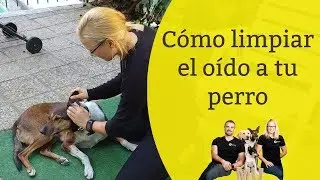 Cómo limpiar el oído a tu Perro 👂🏼