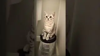 моя кошка #кошка #милаякошка #кошки #рекомендации #рек #реки