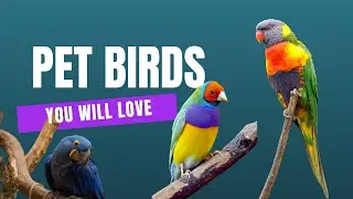 Pet Birds You’ll Love!