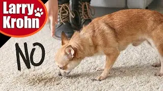 Why most dogs don't know what NO Means / Stop male dogs from marking