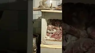 В Шахтах не решена проблема квартиры с дохлыми кошками