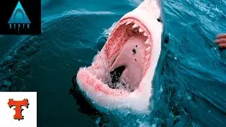 Depth | Soy un tiburón y tengo hambre
