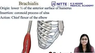 Front of arm lecture video final