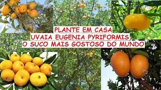 Já conhece Uvaia, o suco mais gostoso do mundo, plante uma em sua casa hoje mesmo!.