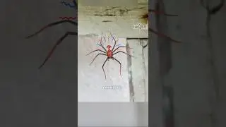 ¿ #sabiasque ? 😨🕷🕸 #insectos #humor #shorts