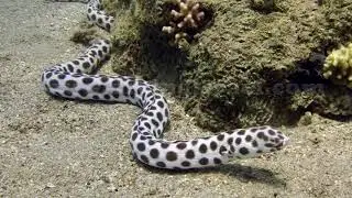 Underwater world Red Sea. Пятнистый и полосатый острохвостый угорь.