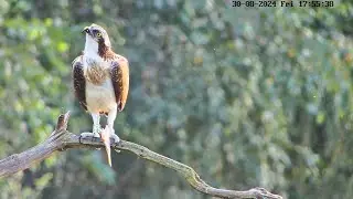 Osprey Hide HBN-6 August 2024