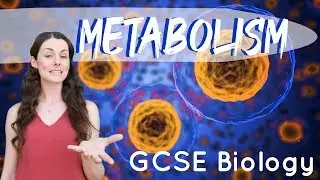Metabolism - GCSE Biology