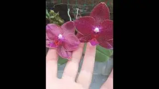 .Теплица с орхидеями г. Белгород.