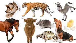 Learn Pets: Cat, Horse, Cow, Zebra, Goat - Farm Animal Sounds. Animal Universe.