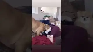 How bad is it for dog to vomit?🤮 #shorts #youtubeshorts #viral #dog
