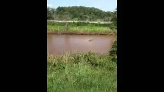Gators 3