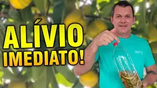 ✅[MAÇÃ DE ELEFANTE] Como fazer o remédio para aliviar dores crônicas de artrite, artrose e outras