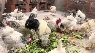 Como criar Gallinas Criollas Grandes