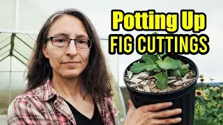 Potting Up Fig Cuttings