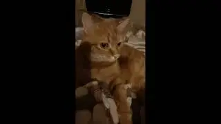 #funny cats mur meow