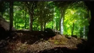 Living Audio: Forest Critters Demonstration