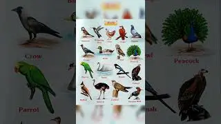 10 Birds Name // Birds Name In English #birdsnamesinhindiandenglish #shorts #ytshorts #short #youtub