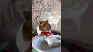 My Favourite Parties I Have Thrown For My Hamsters, Holiday Edition 😊❤️😊 
