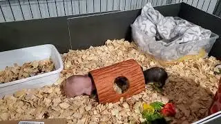 Skinny Pigs, hairless guinea pigs, New habitat.