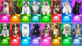 ALL CUTE CATS VS DOGS - IMAGINE DRAGONS - WAKA WAKA - SAVAGE LOVE - SHAPE OF YOU TILES HOP EDM RUSH!
