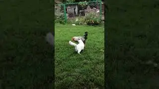 Друзья, Кот и Петух 😄