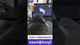 #котики  #Котячі курси підвищення кваліфікації