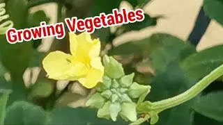 Growing Vegetables in the Garden /Backyard Gardening - Video #2