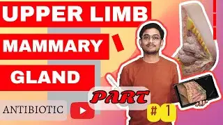 MAMMARY GLAND PART 1 DETAIL EXPLANATION WITH UNIVERSITY NOTES📔📔