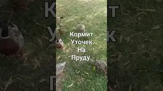 Кормит уточек на пруду