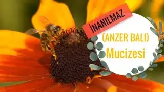 Tüm Hastalıklara ANZER BALI Mucizesi