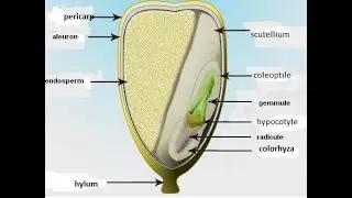 Monocot Seed anatomy, Structure of Monocot seed, Monocot Seed, Biology
