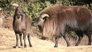 Himalayan Tahr | Wildlife Nepal