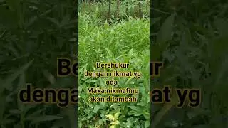 kangkung organic #organic #kangkungdarat #jakaba