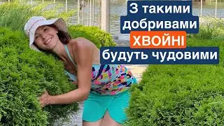 Добрива для хвойних рослин на різний гаманець