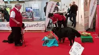 Herr und Frau Berner im Bäri-Lädeli an der Hundemesse 2024