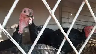 Kurkachilik sohasi davom etmoqda . hōrozlarini alohida ajratib boqishni boshladik