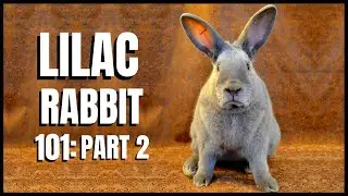Lilac Rabbit 101: Part 2