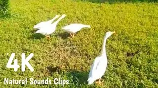 Cute Duck sounds -Ducks Quacking-Curious Duck Quackers - Natural Sounds Clips