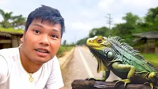 Iguana in the wild in Rural Thailand? 🇹🇭