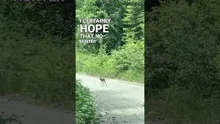 Found a Baby Deer! Does He Need Help? 🦌