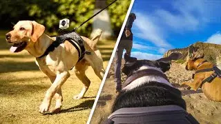 GoPro Fetch Dog Harness Review | Make Your Dog a Filmmaker With GoPro
